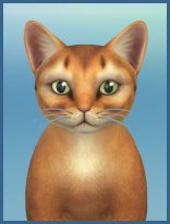 ansehen Abessinier Gordon Kaetzchen